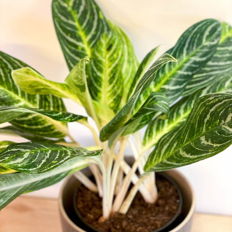 L Chinese Evergreen - Aglaonema ‘Key Lime' - Sprouts of Bristol