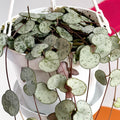 L String of Hearts - Ceropegia woodii - Sprouts of Bristol