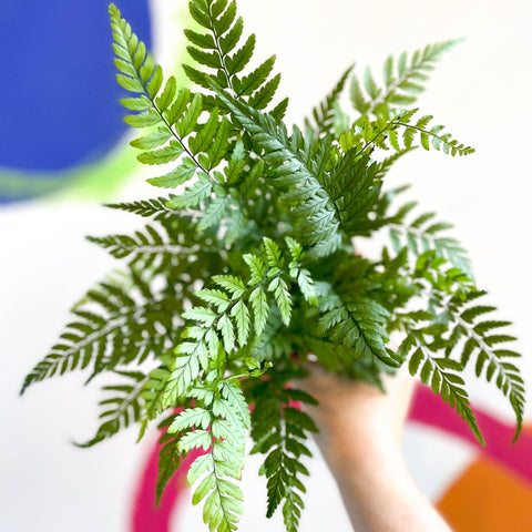 Lady Fern - Athyrium - Sprouts of Bristol