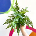 Lady Fern - Athyrium - Sprouts of Bristol