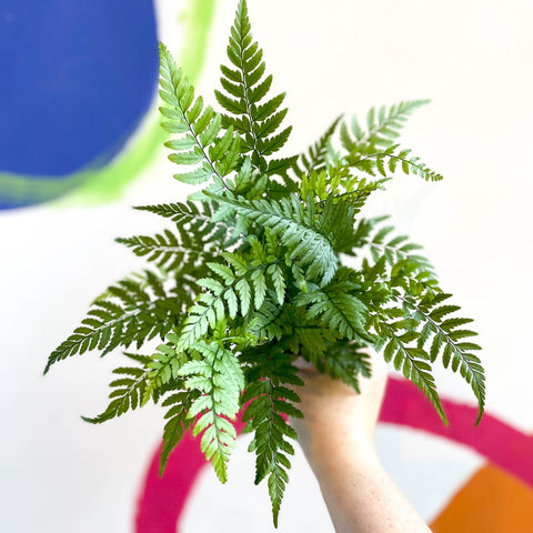 Lady Fern - Athyrium - Sprouts of Bristol