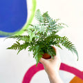 Lady Fern - Athyrium - Sprouts of Bristol