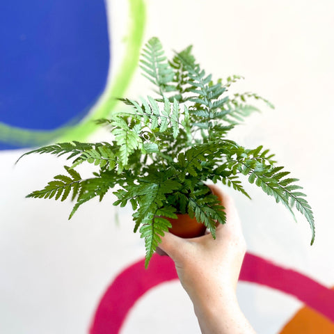 Lady Fern - Athyrium - Sprouts of Bristol