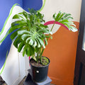 Large Form Cheese Plant - Monstera deliciosa - Sprouts of Bristol