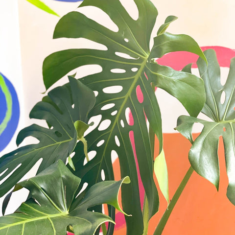 Large Form Cheese Plant - Monstera deliciosa - Sprouts of Bristol