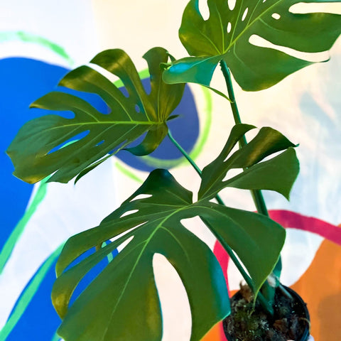 Large Form Cheese Plant - Monstera deliciosa - Sprouts of Bristol