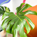 Large Form Cheese Plant - Monstera deliciosa - Sprouts of Bristol