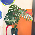 Large Form Cheese Plant - Monstera deliciosa - Sprouts of Bristol