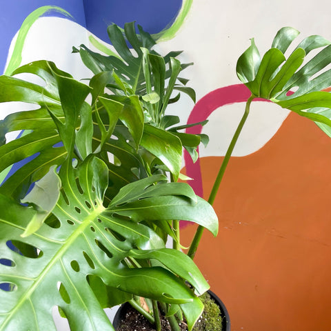 Large Form Cheese Plant - Monstera deliciosa - Sprouts of Bristol