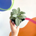 Large Leaved Sage - Sage officinalis 'Maxima' - Cotswolds Grown Culinary Herbs - Sprouts of Bristol