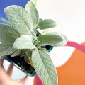 Large Leaved Sage - Sage officinalis 'Maxima' - Cotswolds Grown Culinary Herbs - Sprouts of Bristol