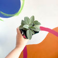 Large Leaved Sage - Sage officinalis 'Maxima' - Cotswolds Grown Culinary Herbs - Sprouts of Bristol