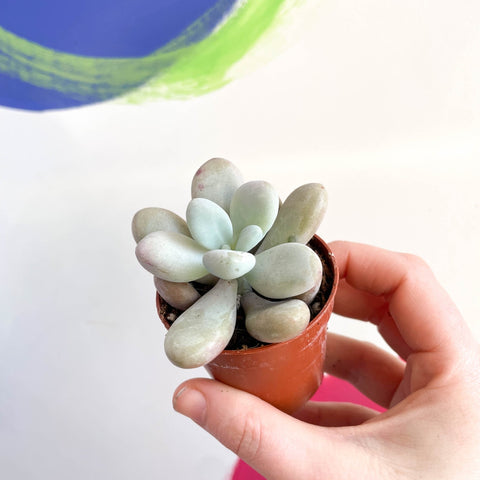Lavender Moonstone - Pachyphytum oviferum 'Momobijin' - Sprouts of Bristol
