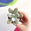 Lavender Moonstone - Pachyphytum oviferum 'Momobijin' - Sprouts of Bristol