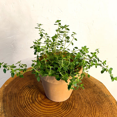 Lemon Thyme - Thymus citriodorus - Sprouts of Bristol