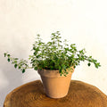 Lemon Thyme - Thymus citriodorus - Sprouts of Bristol