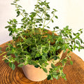 Lemon Thyme - Thymus citriodorus - Sprouts of Bristol