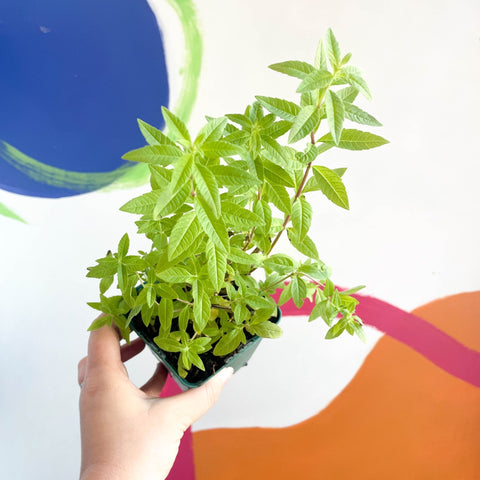 Lemon Verbena - Aloysia citrodora - Cotswolds Grown Culinary Herbs - Sprouts of Bristol