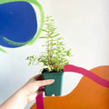 Lemon Verbena - Aloysia citrodora - Cotswolds Grown Culinary Herbs - Sprouts of Bristol