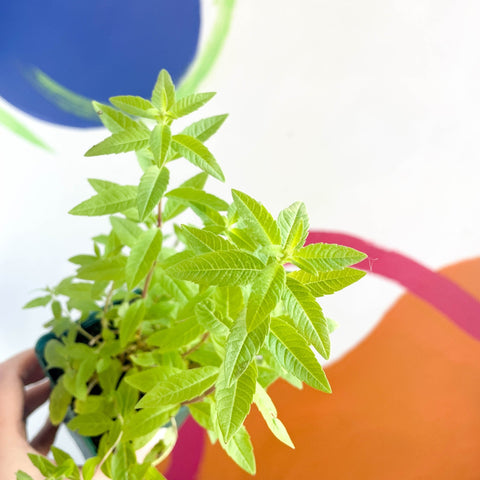 Lemon Verbena - Aloysia citrodora - Cotswolds Grown Culinary Herbs - Sprouts of Bristol