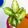 Leopard Lily - Dieffenbachia 'Amy' - Sprouts of Bristol