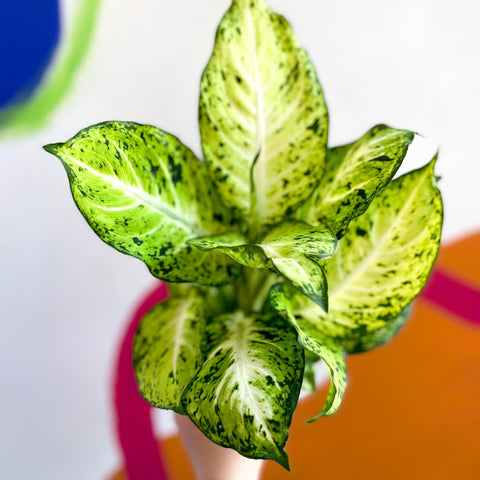 Leopard Lily - Dieffenbachia 'Amy' - Sprouts of Bristol