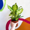 Leopard Lily - Dieffenbachia 'Amy' - Sprouts of Bristol