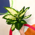 Leopard Lily - Dieffenbachia 'Bertina' - Sprouts of Bristol