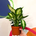 Leopard Lily - Dieffenbachia 'Bertina' - Sprouts of Bristol