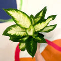 Leopard Lily - Dieffenbachia 'Bertina' - Sprouts of Bristol