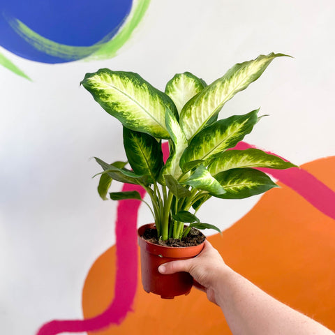 Leopard Lily - Dieffenbachia 'Camilla' - Sprouts of Bristol