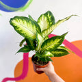 Leopard Lily - Dieffenbachia 'Camilla' - Sprouts of Bristol