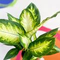 Leopard Lily - Dieffenbachia 'Camilla' - Sprouts of Bristol