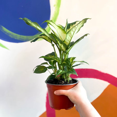 Leopard Lily - Dieffenbachia 'Camilla' - British Grown - Sprouts of Bristol
