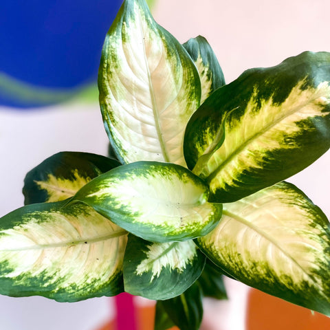 Leopard Lily - Dieffenbachia 'Camilla' - British Grown - Sprouts of Bristol