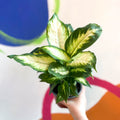 Leopard Lily - Dieffenbachia 'Camilla' - British Grown - Sprouts of Bristol