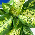 Leopard Lily - Dieffenbachia 'Compacta' - Sprouts of Bristol