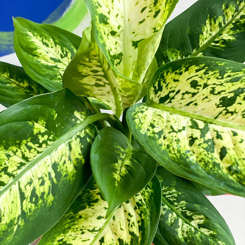 Leopard Lily - Dieffenbachia 'Compacta' - Sprouts of Bristol