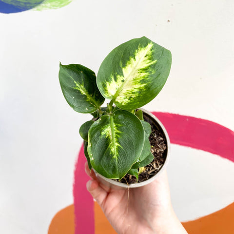 Leopard Lily - Dieffenbachia 'Compacta' - British Grown - Sprouts of Bristol