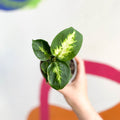Leopard Lily - Dieffenbachia 'Compacta' - British Grown - Sprouts of Bristol