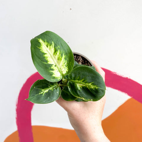 Leopard Lily - Dieffenbachia 'Compacta' - British Grown - Sprouts of Bristol