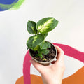 Leopard Lily - Dieffenbachia 'Compacta' - British Grown - Sprouts of Bristol