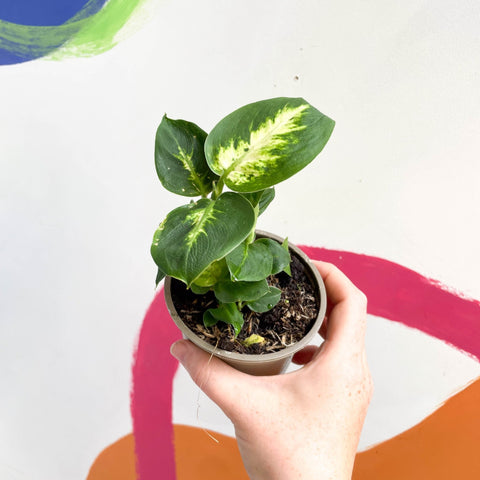 Leopard Lily - Dieffenbachia 'Compacta' - British Grown - Sprouts of Bristol
