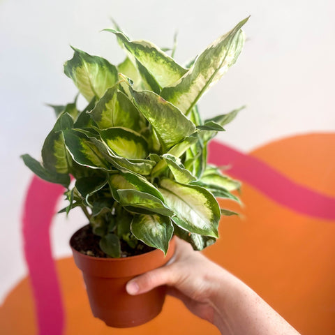 Leopard Lily - Dieffenbachia 'Cool Beauty' - Sprouts of Bristol