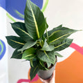 Leopard Lily - Dieffenbachia 'Green Magic' - Sprouts of Bristol