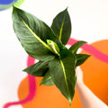Leopard Lily - Dieffenbachia 'Green Magic' - Sprouts of Bristol