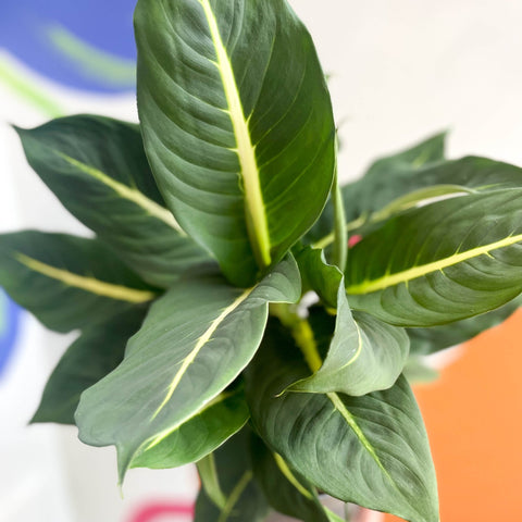 Leopard Lily - Dieffenbachia 'Green Magic' - Sprouts of Bristol