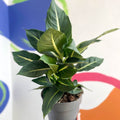 Leopard Lily - Dieffenbachia 'Green Magic' - Sprouts of Bristol