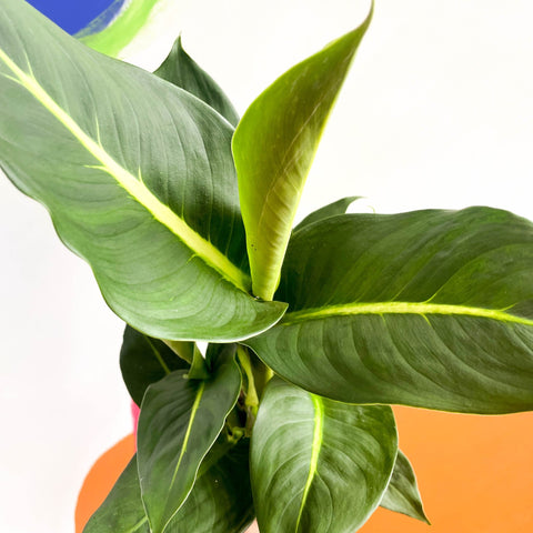Leopard Lily - Dieffenbachia 'Green Magic' - Sprouts of Bristol