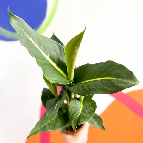 Leopard Lily - Dieffenbachia 'Green Magic' - Sprouts of Bristol